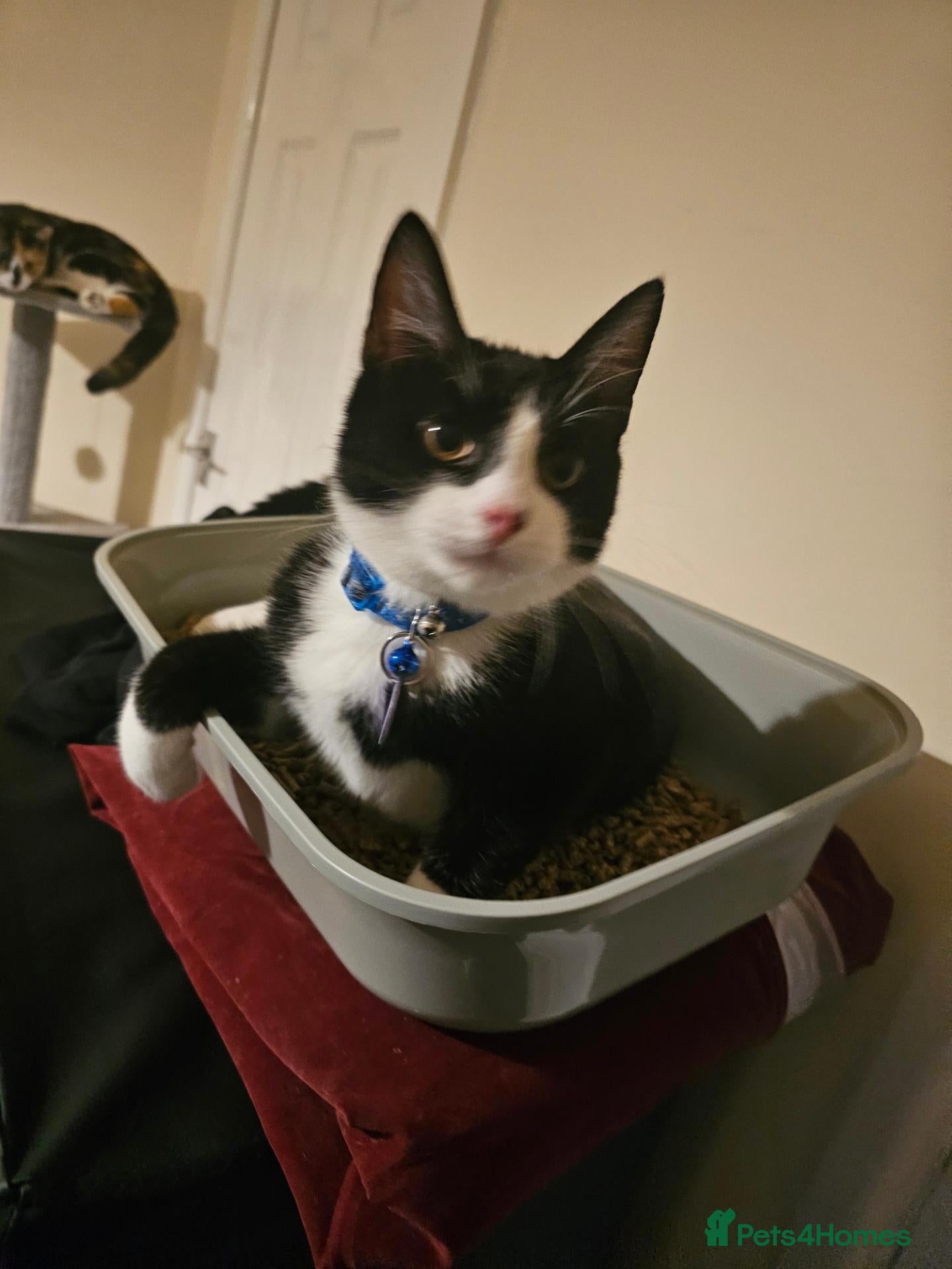 Domestic Shorthair cats Tuxedo shorthair male Kitten - Advert 2