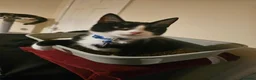 Domestic Shorthair cats for sale: Tuxedo shorthair male Kitten - Advert 1