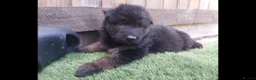 German Shepherd dogs for sale: German Shepherd Puppies  - Advert 30