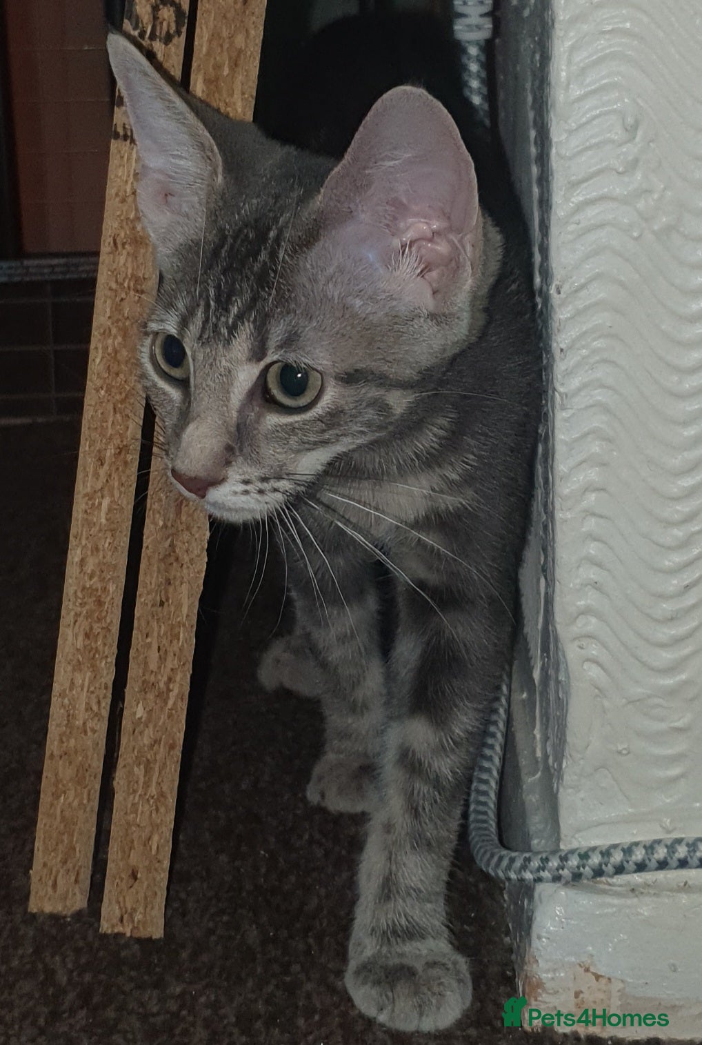 Mixed Breed cats Female Grey Tabby kitten for sale  - Advert 1