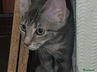 Mixed Breed cats Female Grey Tabby kitten for sale - Advert 1