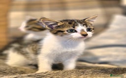 Mixed Breed cats for sale: Beautiful female kittens for sale  - Image 3