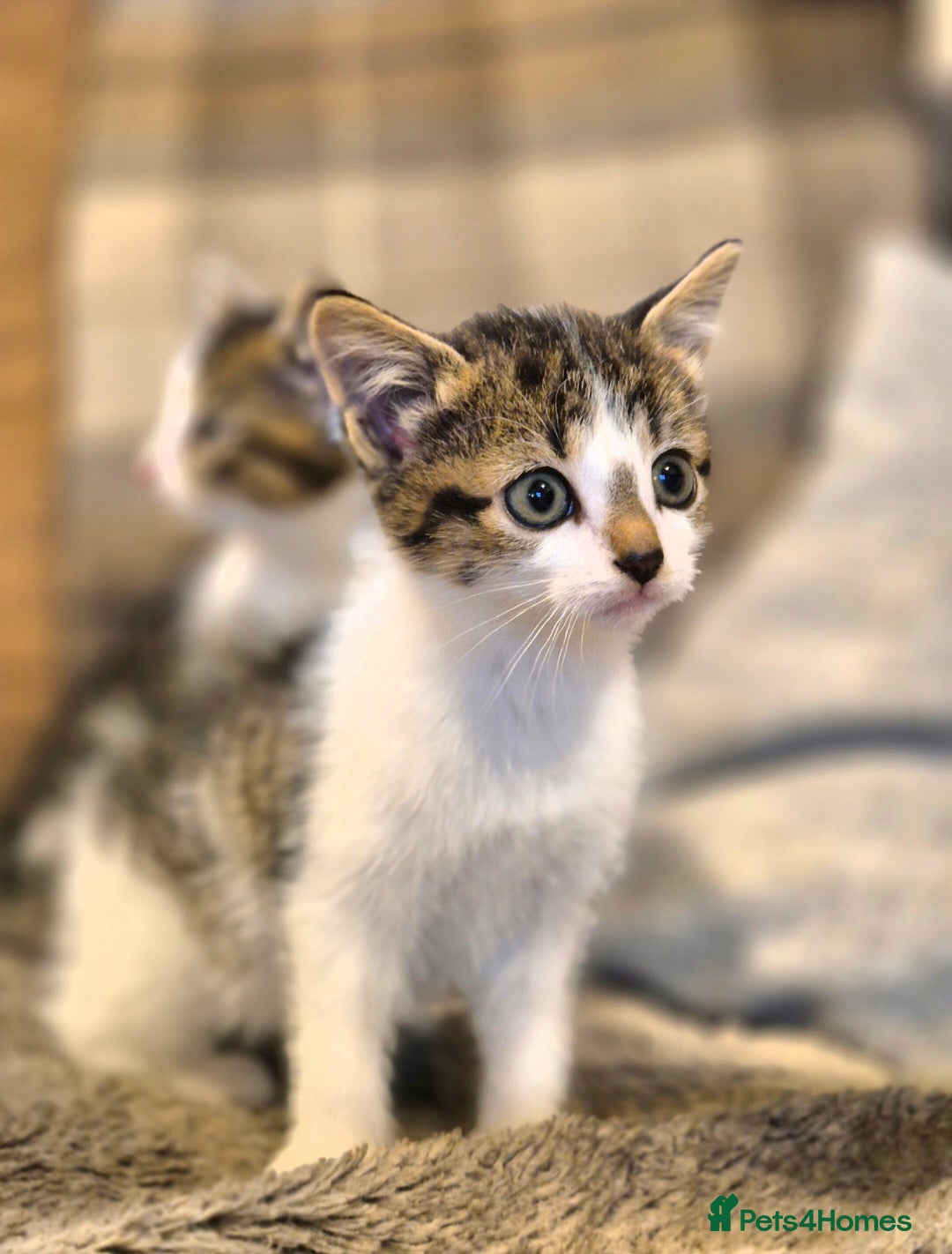 Mixed Breed cats for sale: Beautiful female kittens for sale  - Image 3