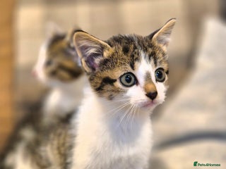 Mixed Breed cats Beautiful female kittens for sale LAST ONE! - Advert 12