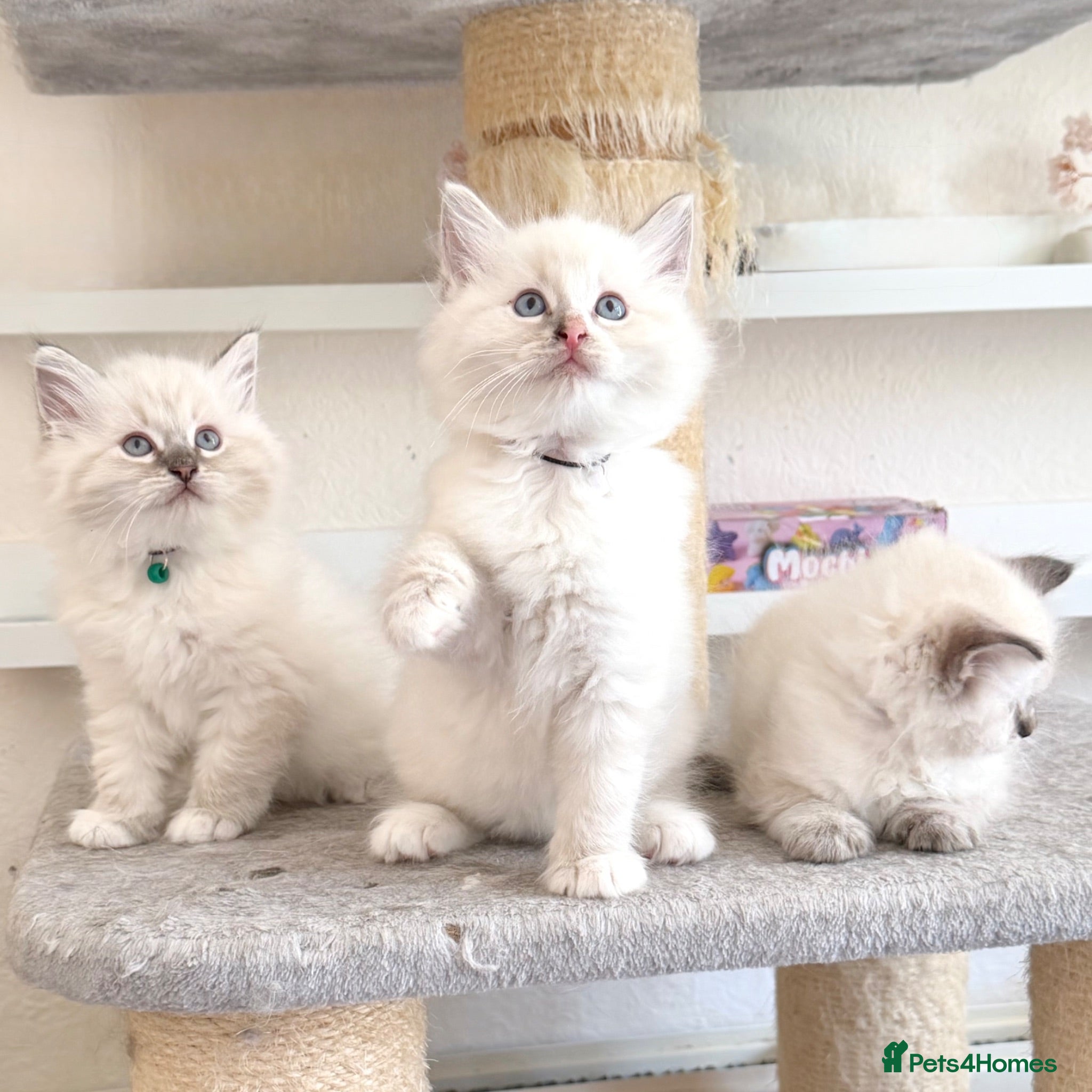 Ragdoll cats Cuddly, Affectionate, Gentle - TICA Registered - Advert 1