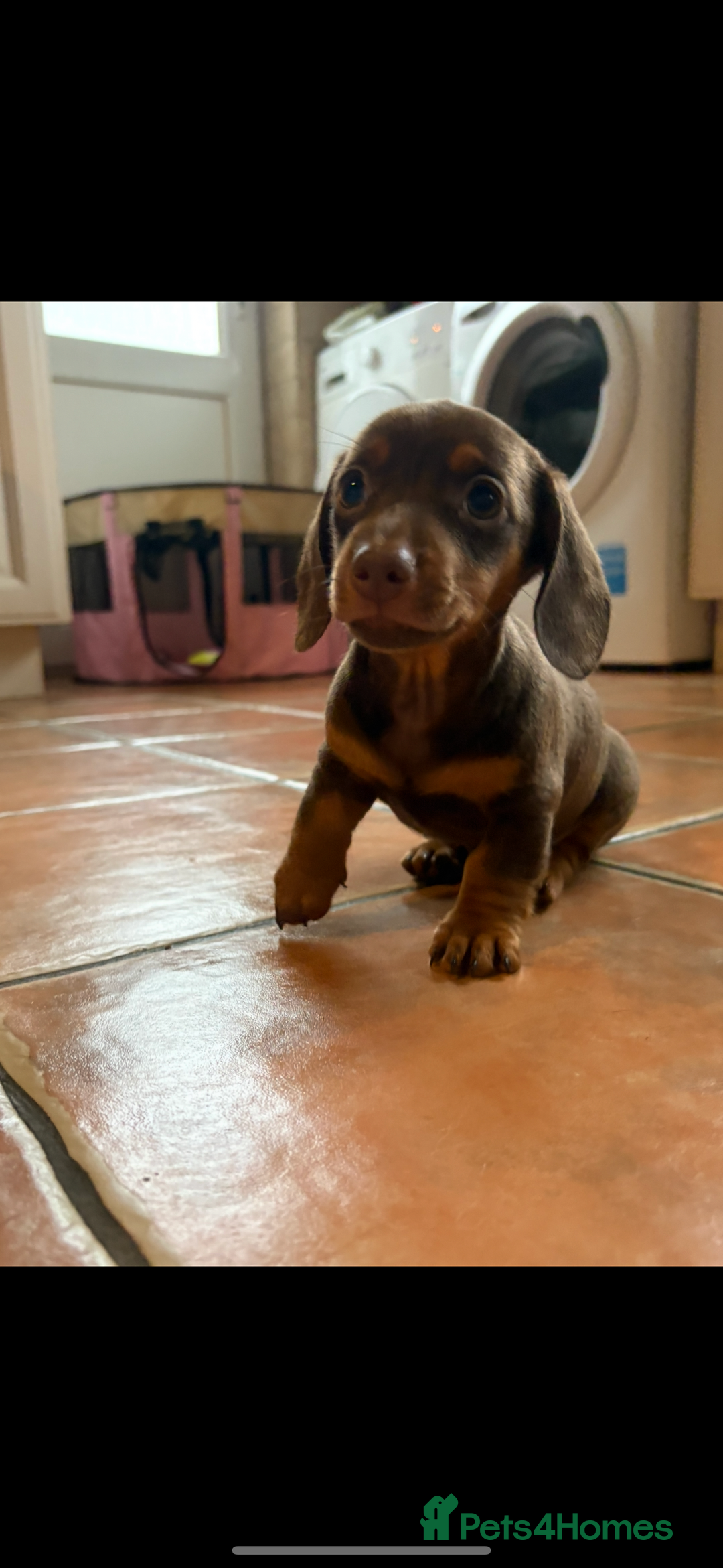Miniature Dachshund dogs for sale: Chocolate dachshund girls  - Advert 3
