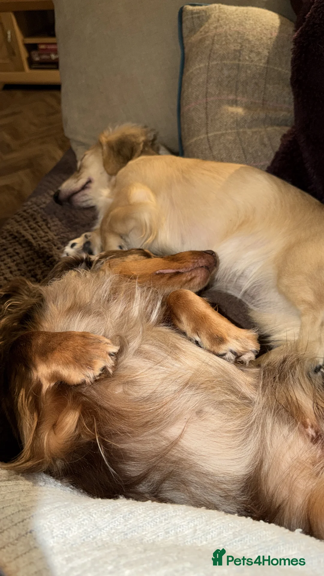 Dachshund dogs for sale: Long haired miniature  - Advert 6