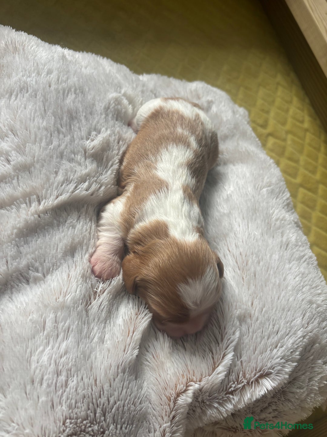 Cavalier King Charles Spaniel dogs for sale: Pugalier Pups ready for their new home!  - Image 6