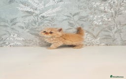 Persian cats for sale: Persian kittens 2 gorgeous boys  - Image 15