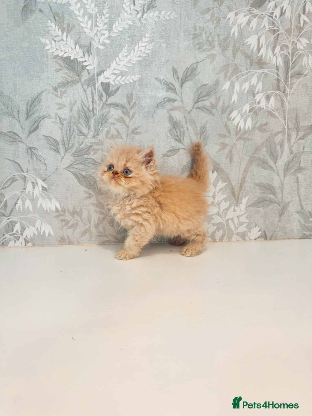 Persian cats for sale: Persian kittens 2 gorgeous boys  - Image 15