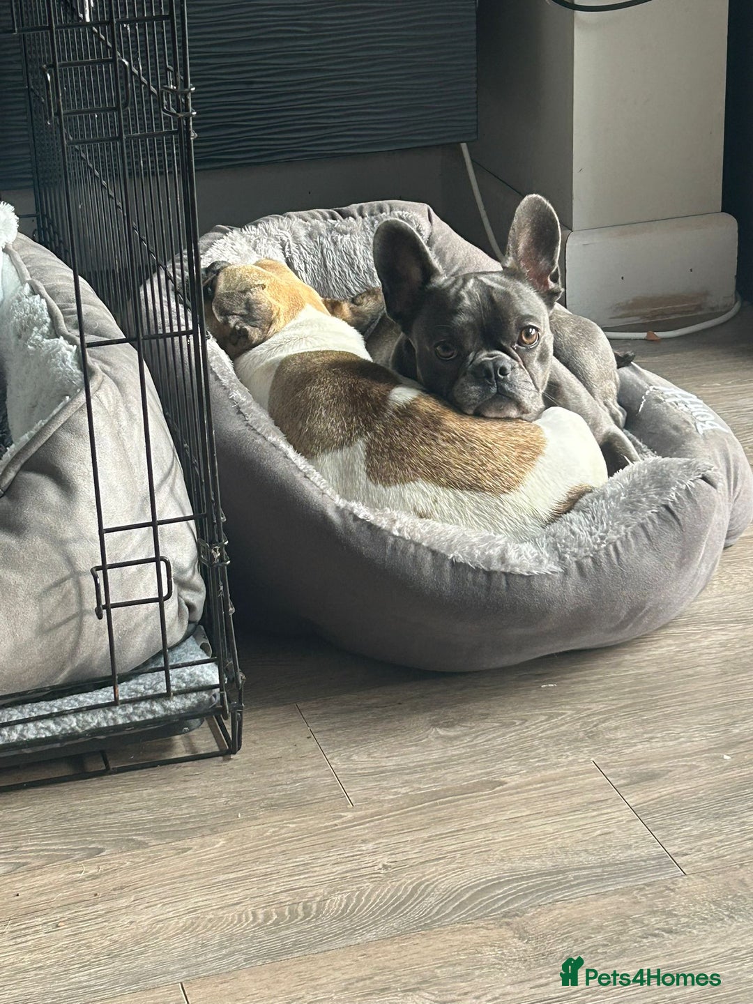 Mixed Breed dogs for adoption: 💖ELVA -a Sweet Frenchie Rescued From Starvation💖 - Advert 15