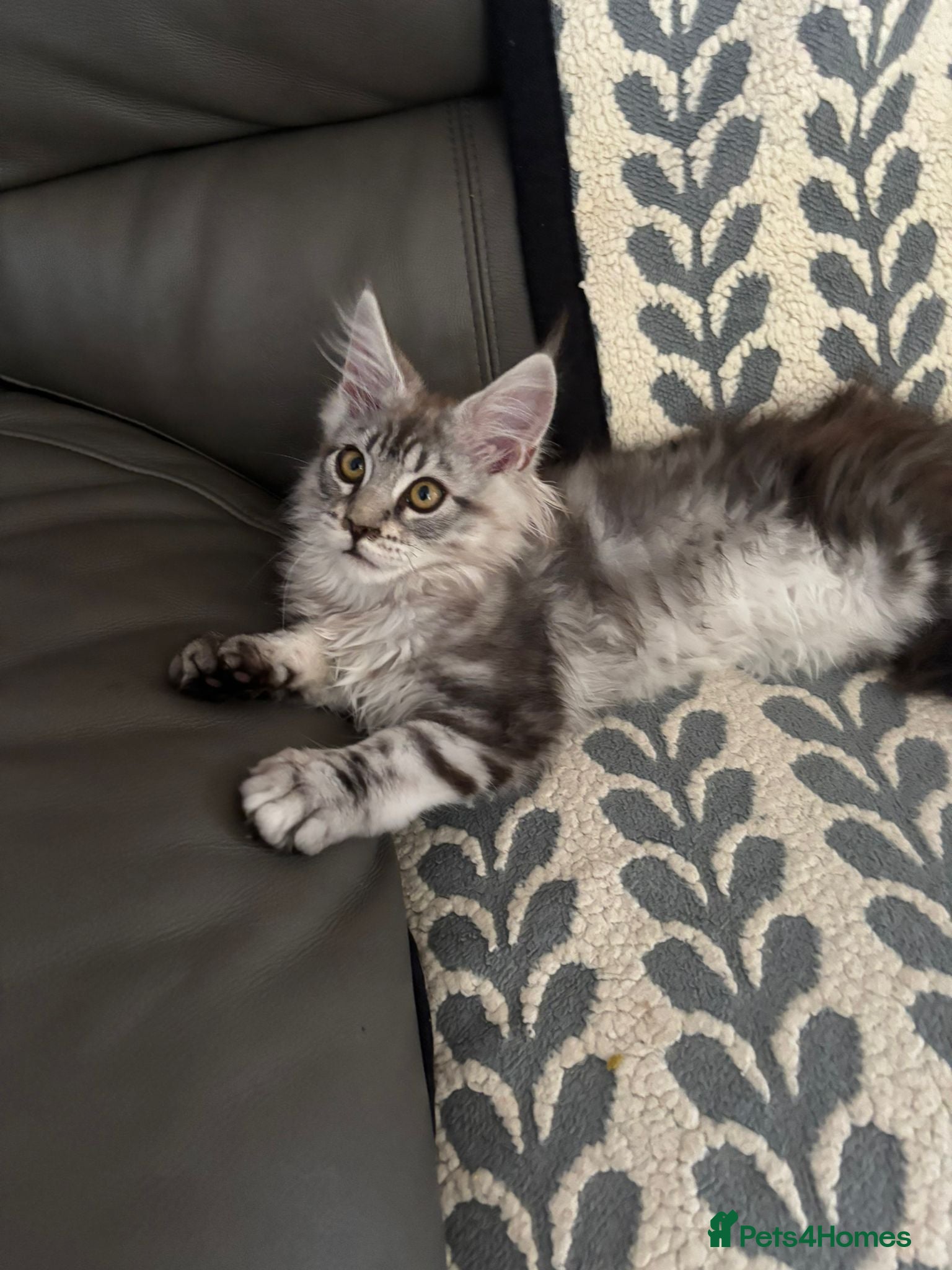 Maine Coon cats One beautiful full Maine Coon Girl - Advert 1
