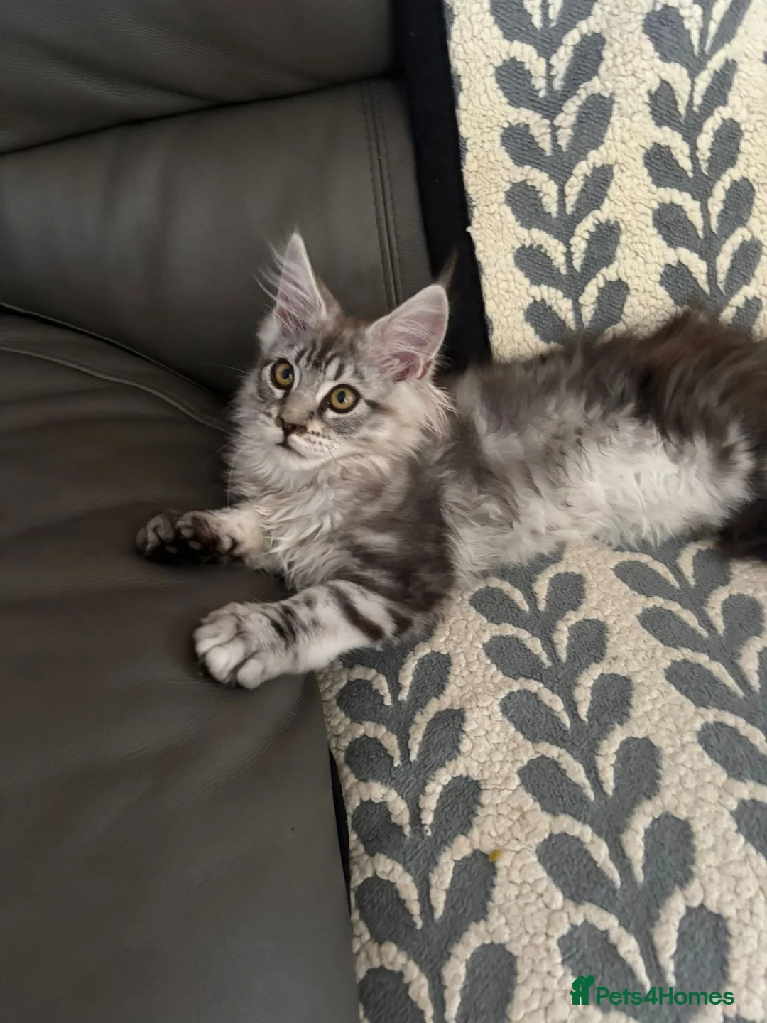 Maine Coon cats for sale: One beautiful full Maine Coon Girl - Advert 1
