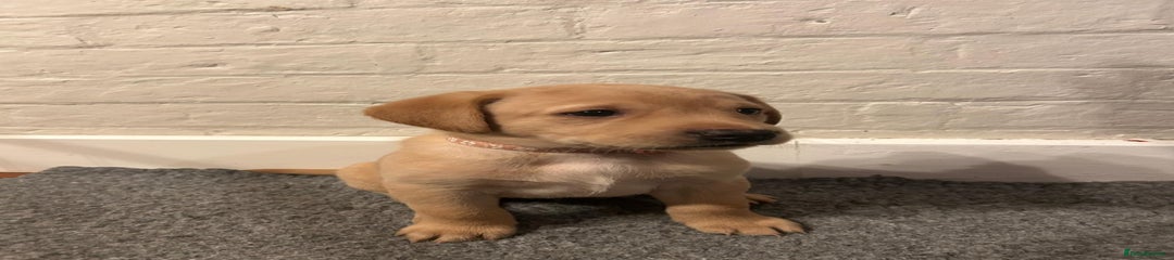 Labrador Retriever Yellow Female (Pink Collar)