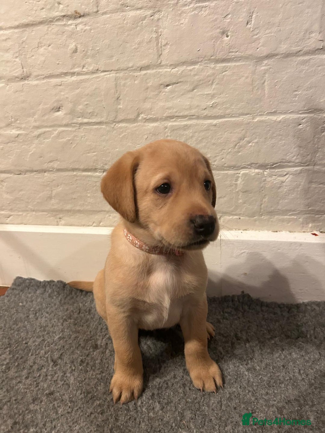 Labrador Retriever dogs for sale: Labrador Retriever – KC Registered - Image 13
