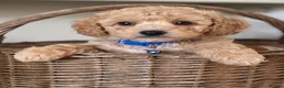 Cavapoochon dogs for sale: Exceptional Extensively health tested cavapoochon - Advert 34
