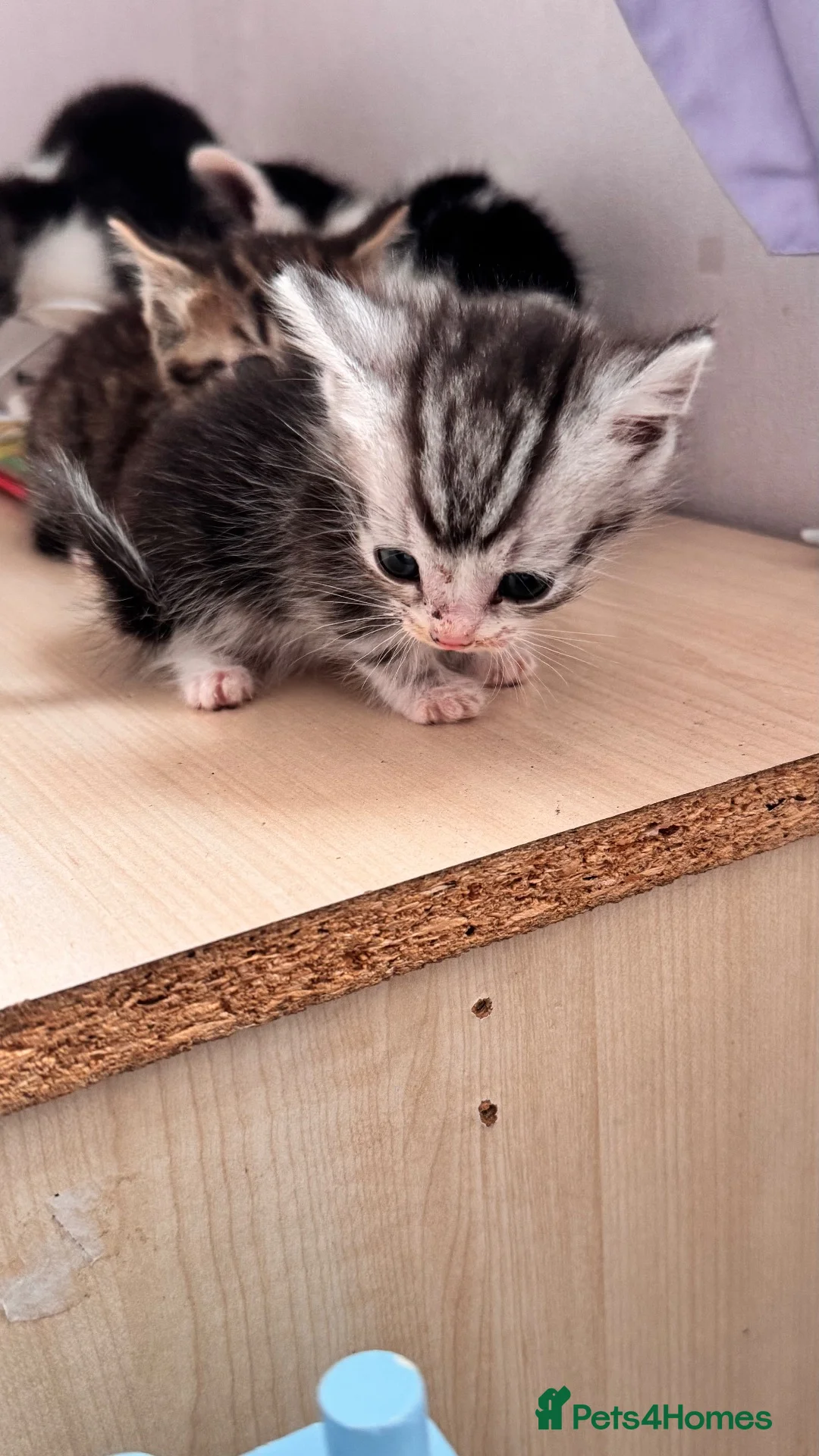 Mixed Breed cats for sale: British shorthair tabby mom - Advert 16
