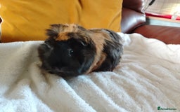 Guinea Pig rodents for sale: Herd of Guinea Pigs - Image 13