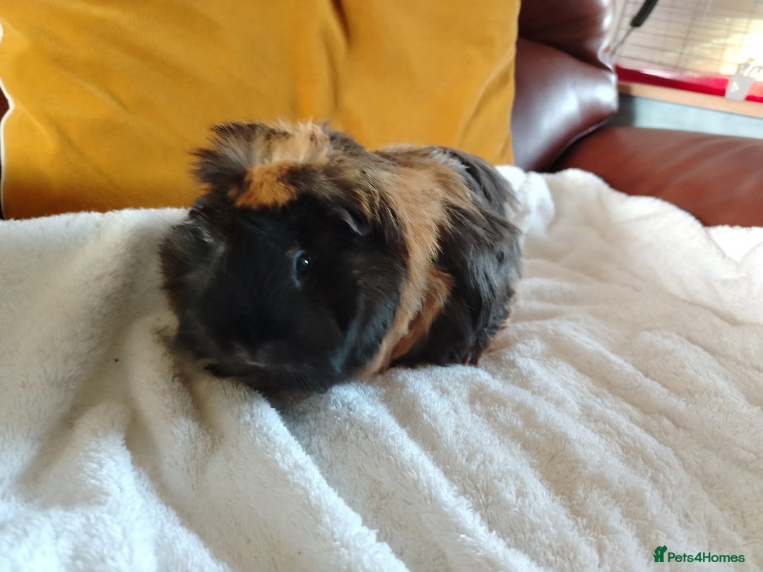 Guinea Pig rodents for sale: Herd of Guinea Pigs - Image 13