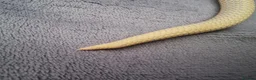 Snake reptiles for sale: CB22 Male Hognose Snake Arctic Albino Superconda - Advert 8