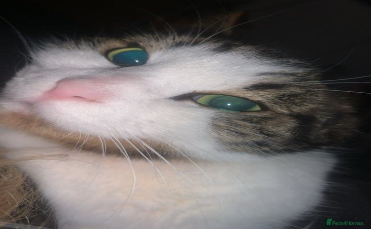 Domestic Shorthair cats - Advert 1