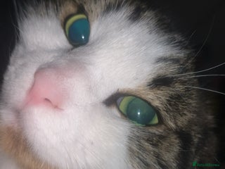 Domestic Shorthair cats - Advert 27