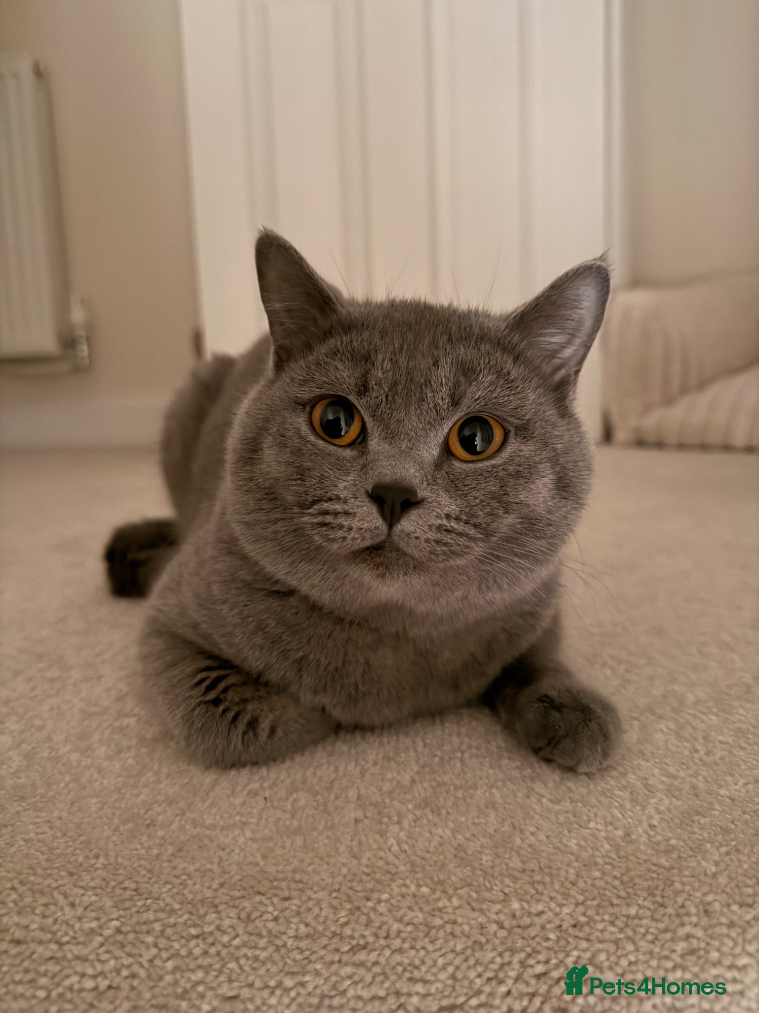 British Shorthair cats for sale: Male British Shorthair for sale  - Advert 2