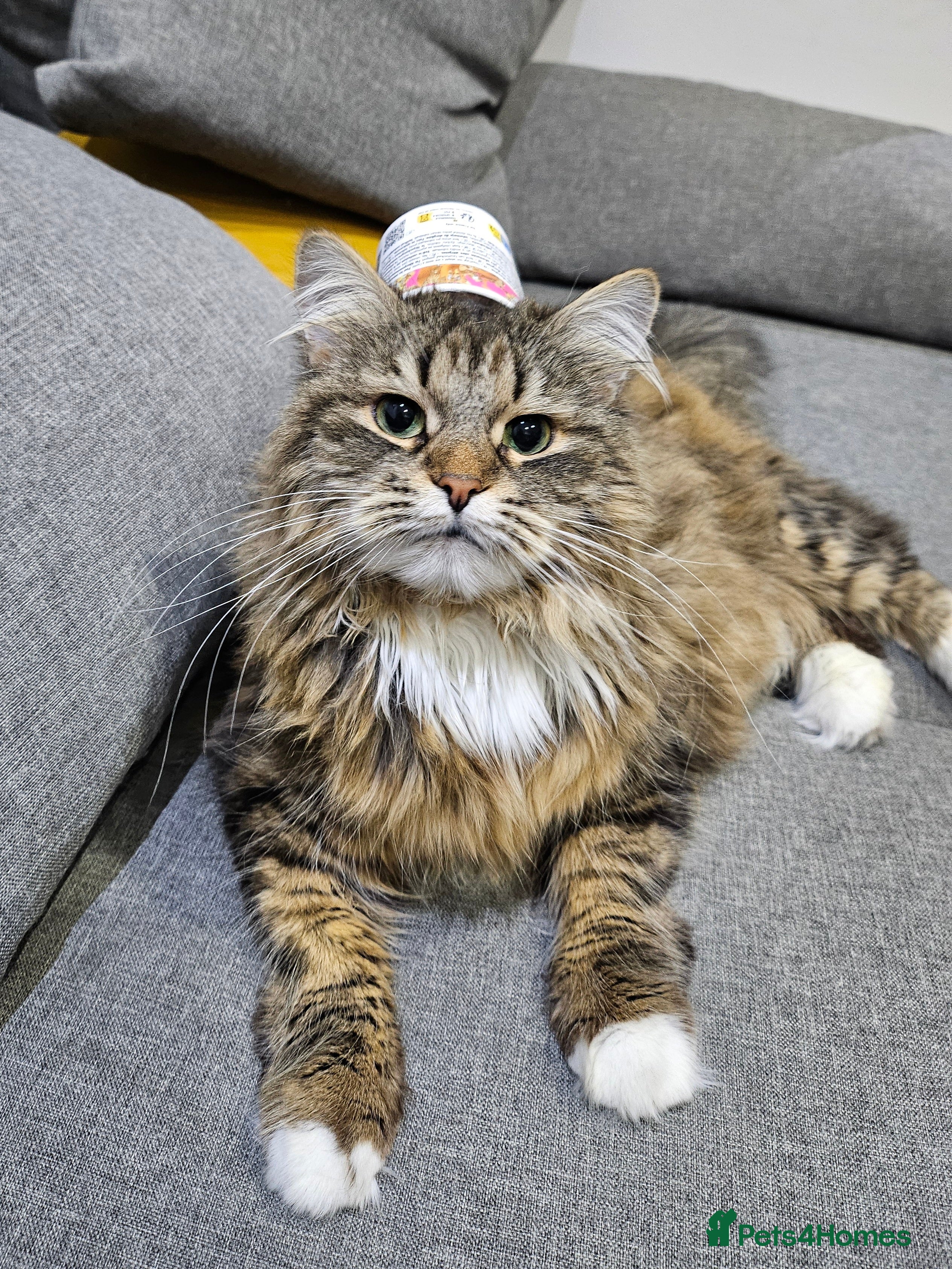 Siberian cats Retired Queen - Advert 1