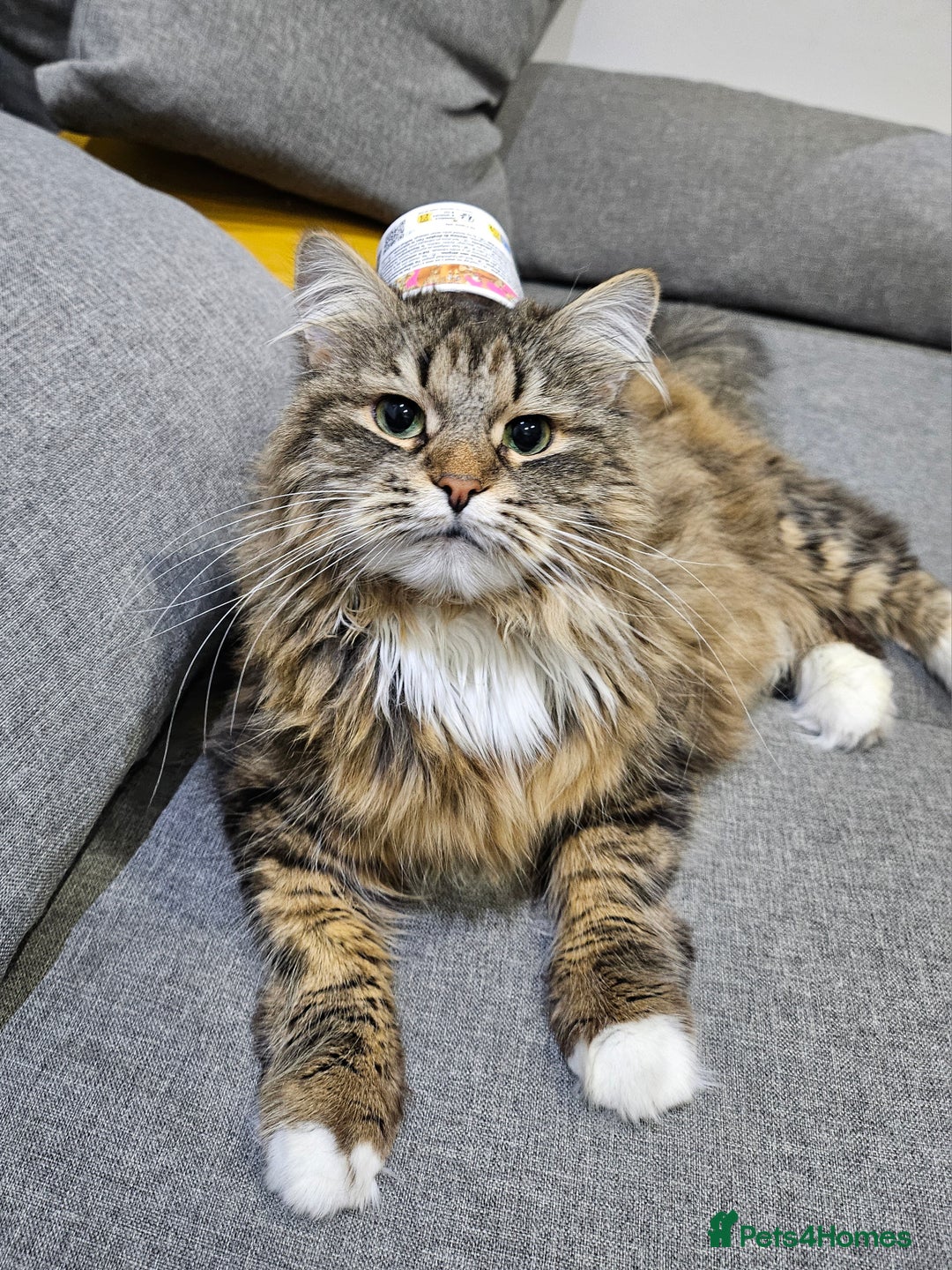 Siberian cats for sale: Retired Queen - Advert 1