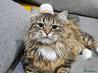 Siberian cats Retired Queen - Advert 12