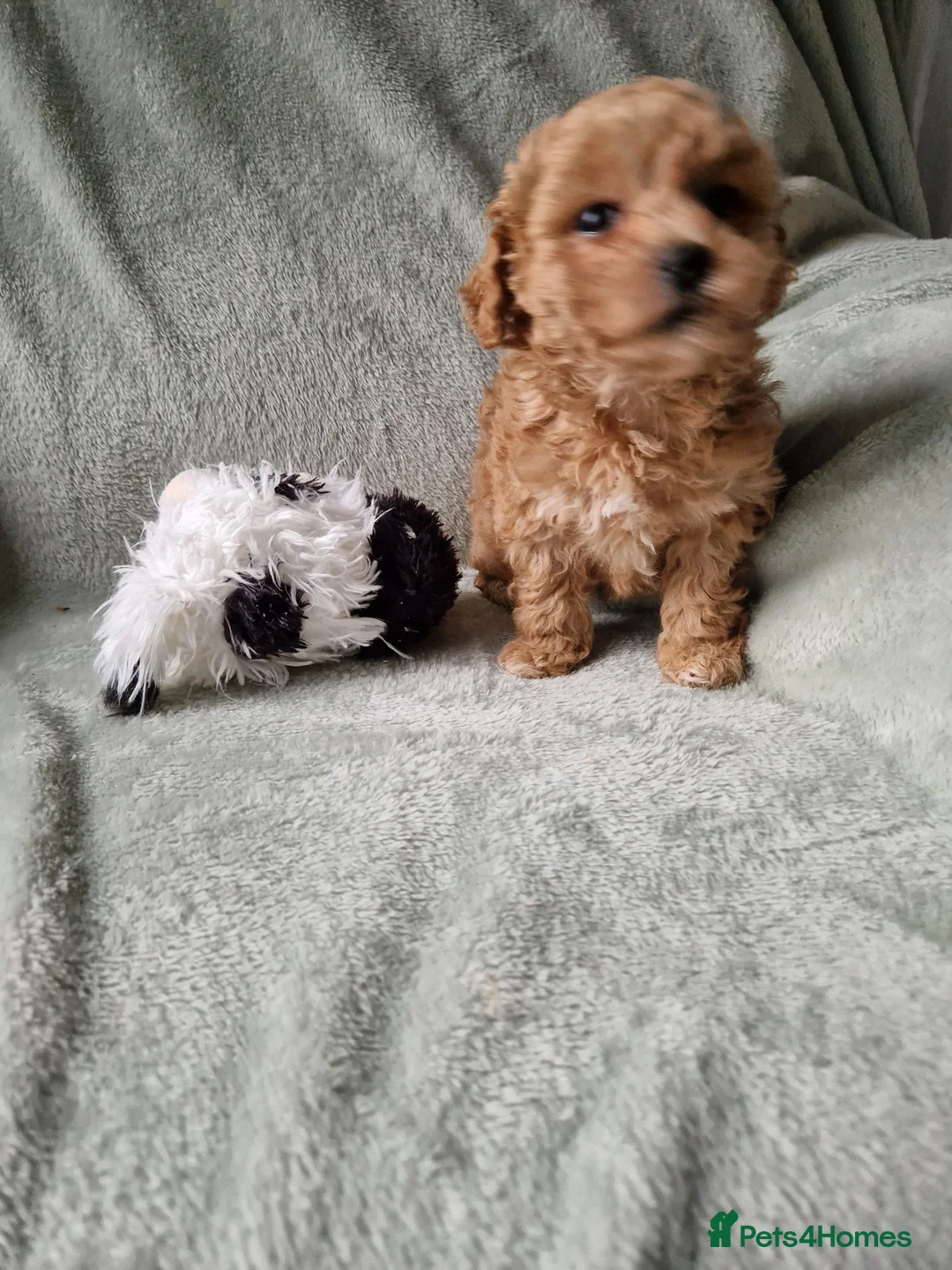 Maltipoo dogs for sale: Absolutely stunning maltipoo puppies  - Advert 8