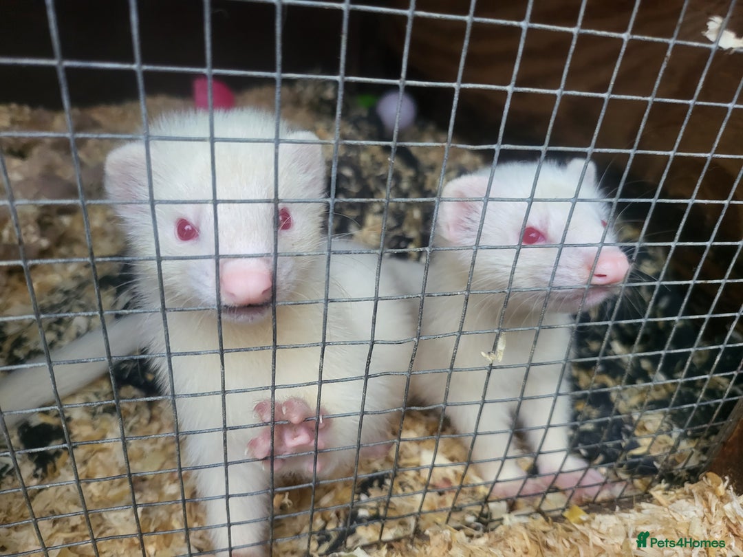Ferret rodents for sale: Angora x working hobs - Image 3