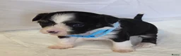 Chinese Crested dogs for sale: Pure Chinese Crested Puppies - Advert 13