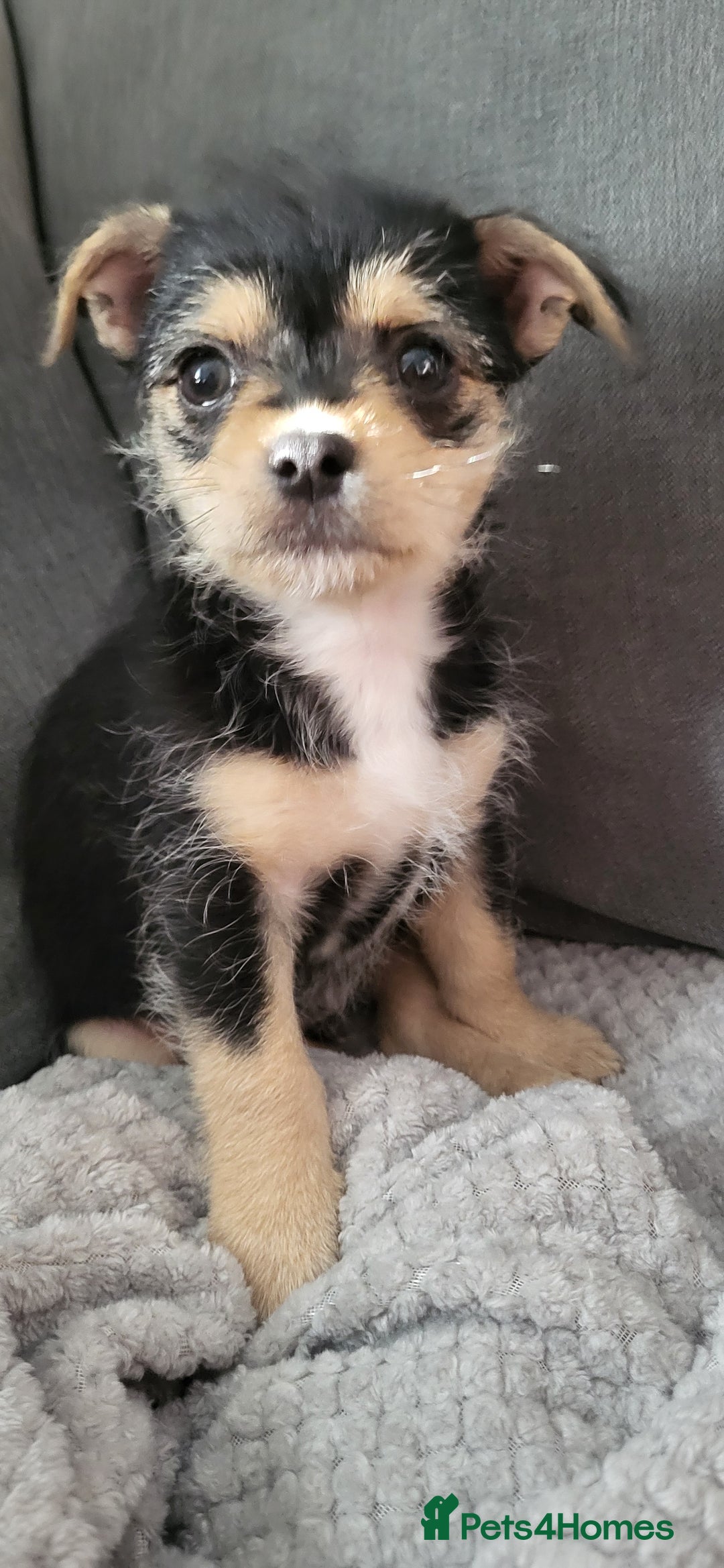 Mixed Breed dogs for sale: Jack russel cross pomeranian puppies  - Image 27