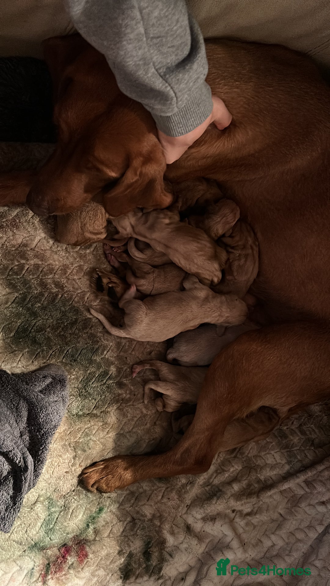 Labrador Retriever dogs for sale: Labrador puppies - Advert 7