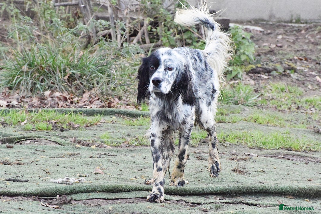 English Setter dogs for adoption: Boss  - Advert 10