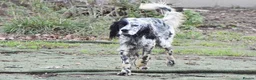 English Setter dogs for adoption: Boss  - Advert 10