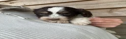Mixed Breed dogs for sale: Sproodle puppies for sale  - Advert 14