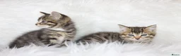 Mixed Breed cats for sale: Happy Healthy Tabby Kittens  - Advert 4
