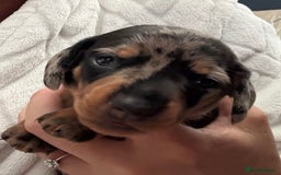 Miniature Dachshund dogs for sale: Venus is a mama to 5! - Image 22