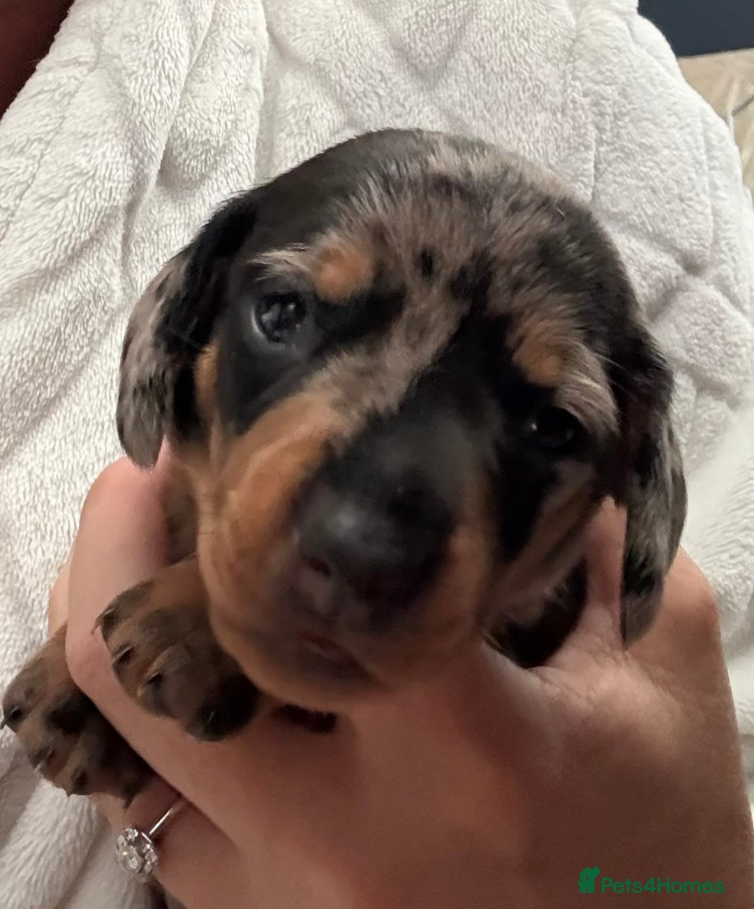 Miniature Dachshund dogs for sale: Venus is a mama to 5! - Image 22