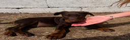 Dobermann dogs for sale: Beautiful family dobermans * 2 boys ready to go* - Advert 4