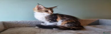 Maine Coon Kitten 4
