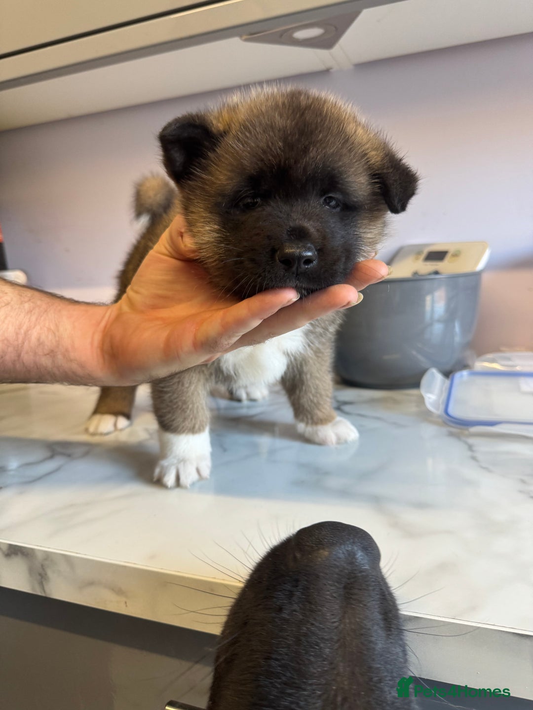 Akita dogs for sale: Bear face American akita  - Image 5