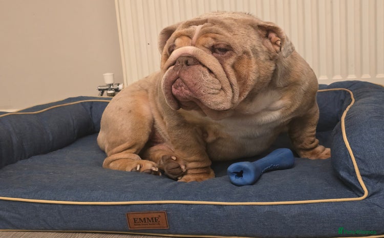 English Bulldog dogs - Advert 2