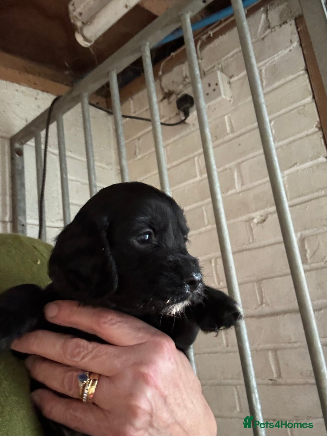 Cocker Spaniel dogs for sale: Working cockers - Advert 1