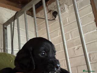 Cocker Spaniel dogs Working cockers - Advert 7