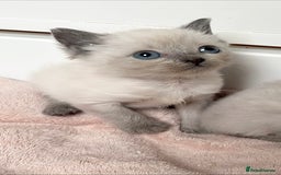 Ragdoll cats for sale: RAGDOLL X BSH KITTENS 2 BOYS LEFT - Image 4