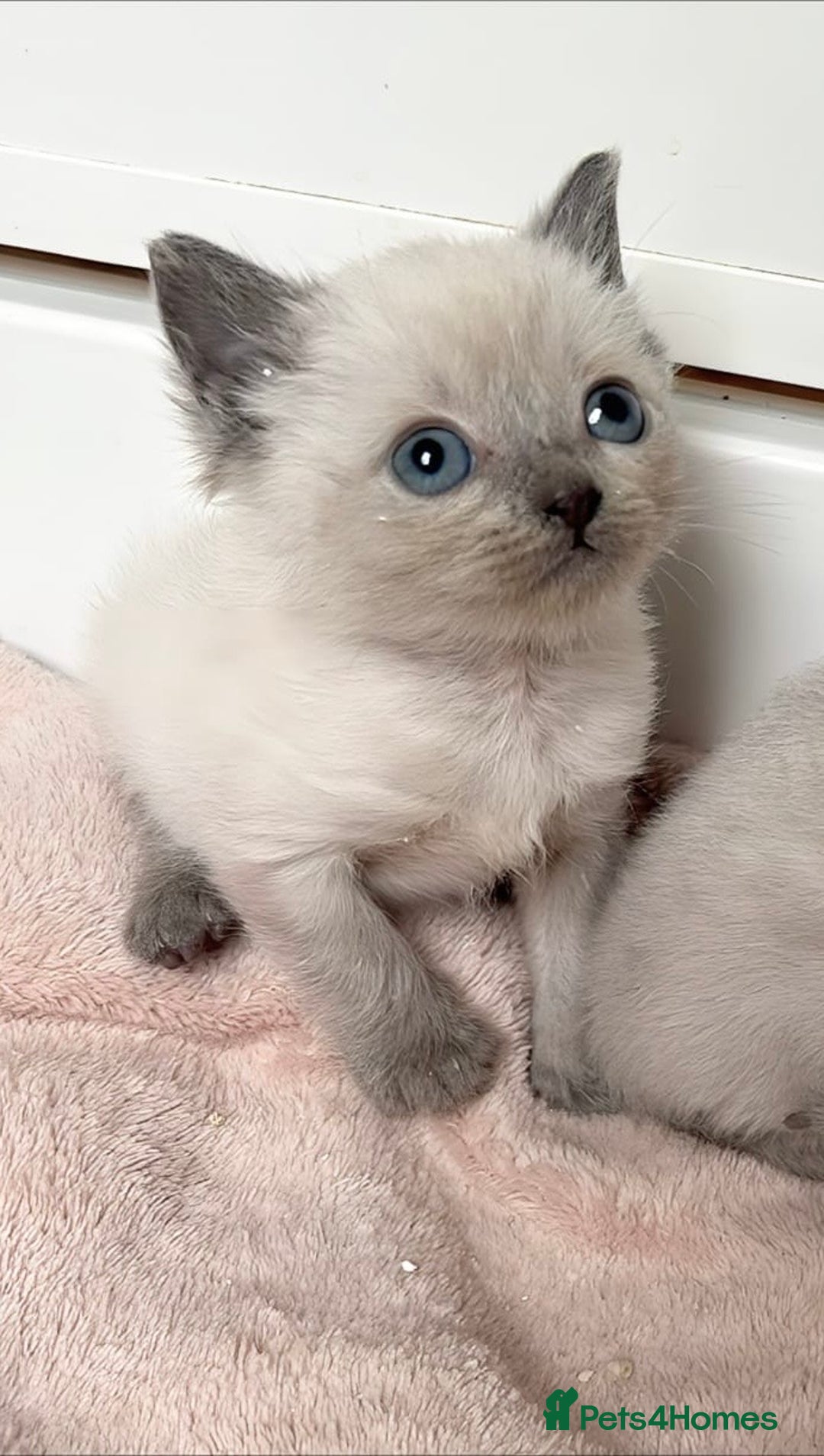 Ragdoll cats for sale: RAGDOLL X BSH KITTENS 2 BOYS LEFT - Image 4