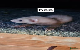 Ferret rodents for sale: Gill and hobs kit for sale  - Image 9